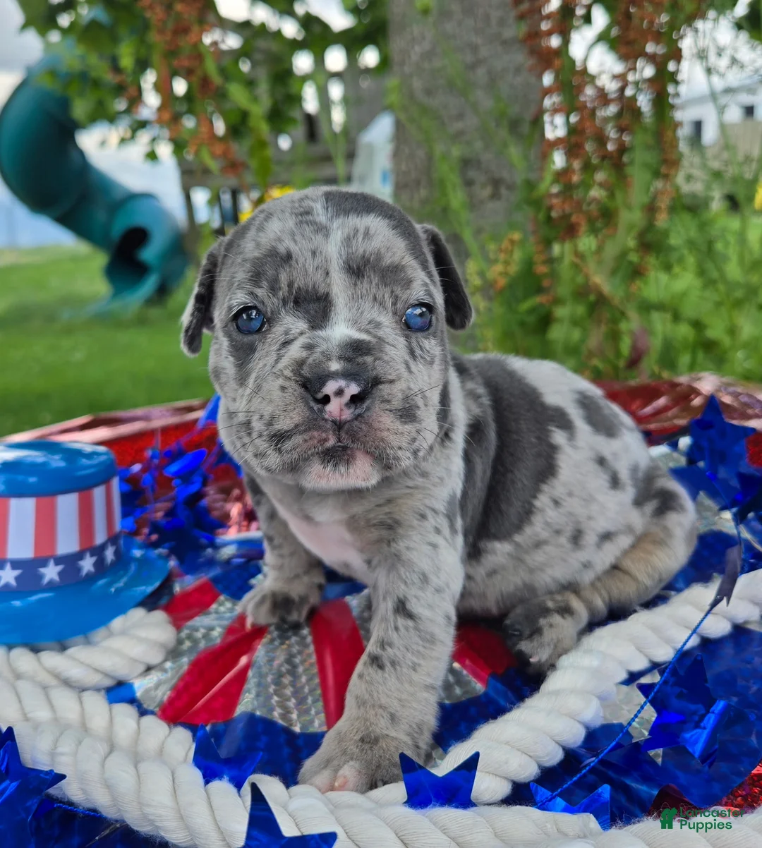 Olde English Bulldogge dogs for sale: Chase - Ad 1