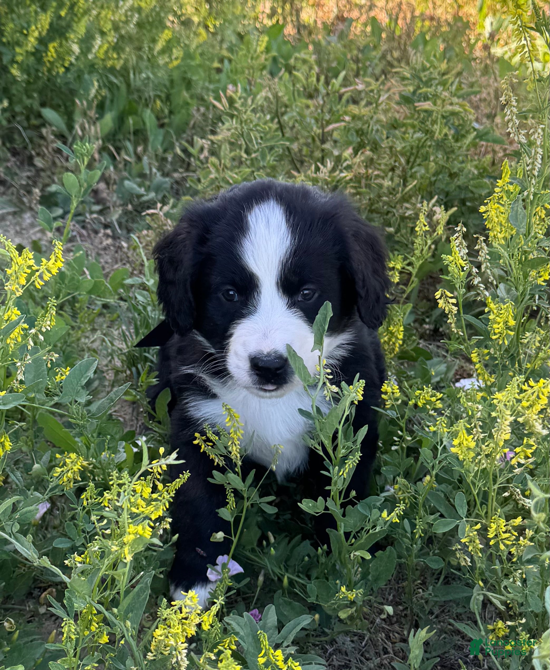 Mixed Breed dogs Chanel - Ad 1