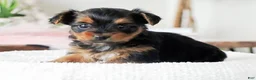 Yorkshire Terrier dogs for sale: Yorkshire Terrier Puppy 1 - Ad 3