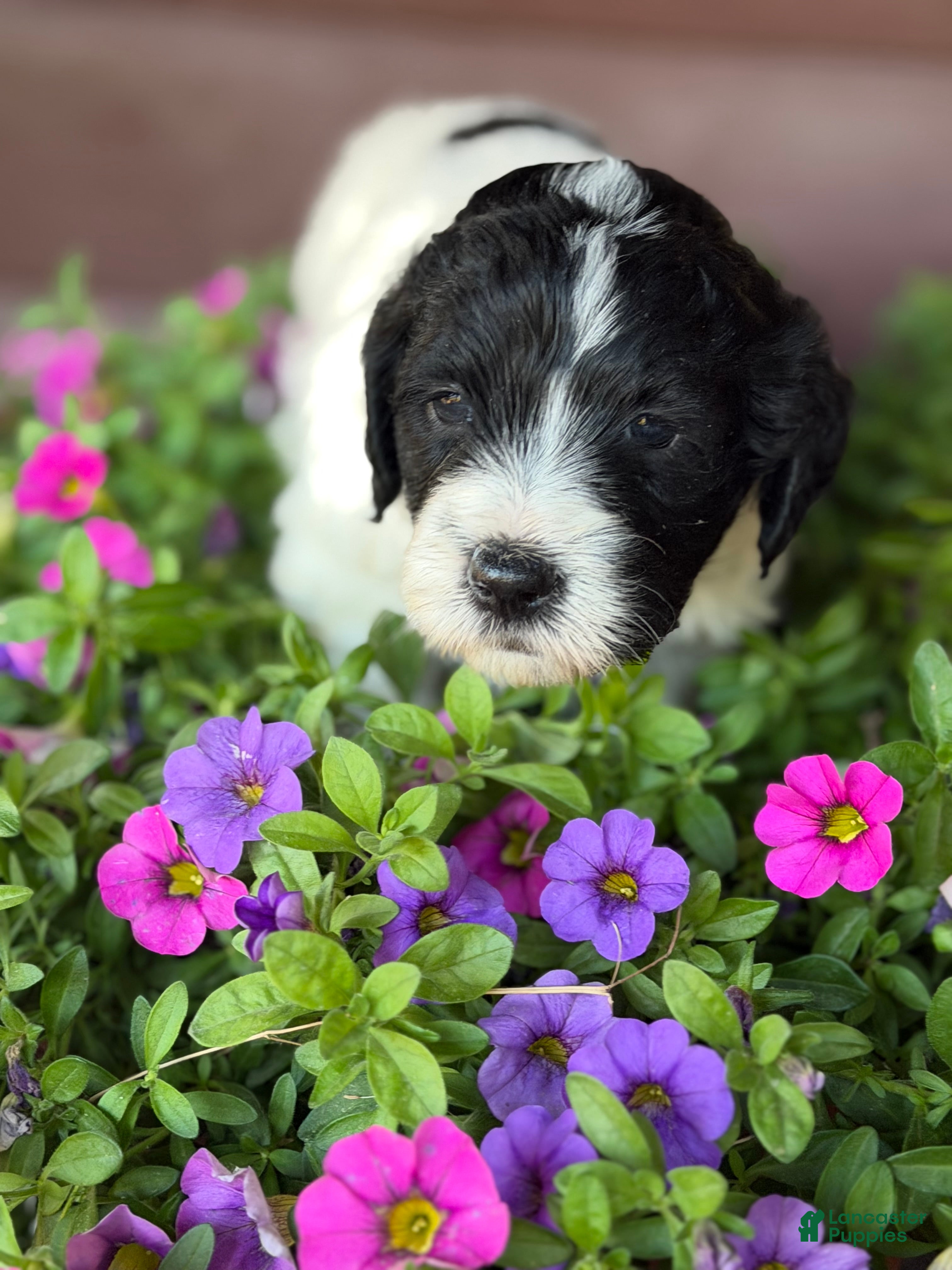 Portuguese Water Dog dogs Dash - Ad 1