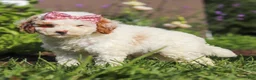 Miniature Poodle dogs for sale: Sabrina - Ad 3