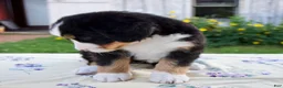Bernese Mountain Dog dogs for sale: Shyann - Ad 4