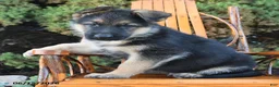 German Shepherd dogs for sale: Deisel - Ad 4