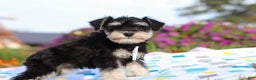Miniature Schnauzer dogs for sale: Liam - Ad 5