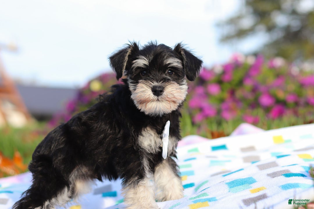 Miniature Schnauzer dogs for sale: Liam - Ad 5