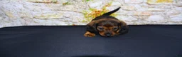 Miniature Dachshund dogs for sale: Lizz - Ad 15
