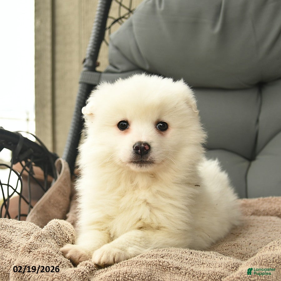 American Eskimo dogs John  - Ad 2