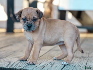 Jug dogs Xabrina Pug Hybrid Pup - Ad 34