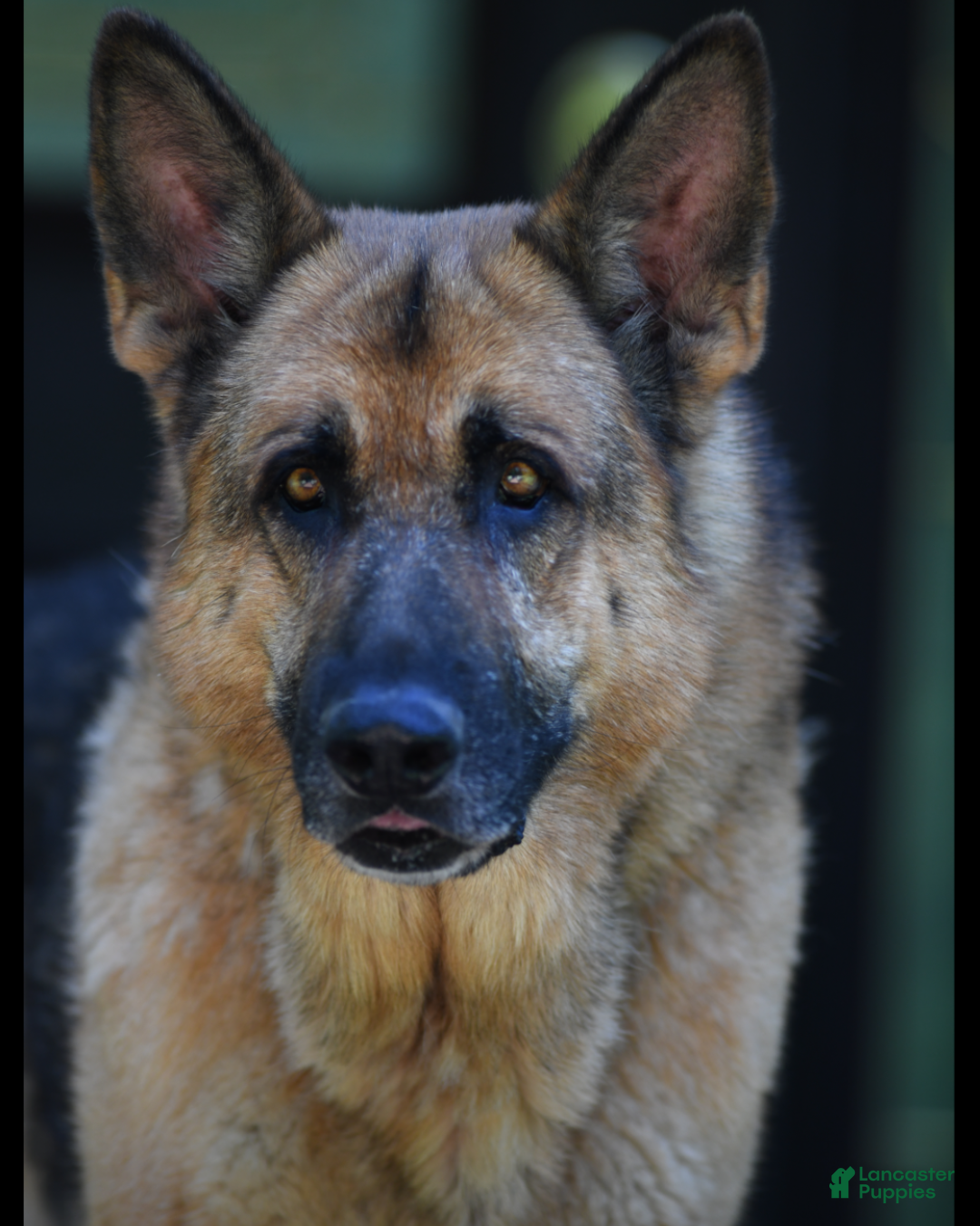 German Shepherd dogs for sale: German Shepherd Puppy "Big Fluffy" - Ad 3