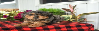 Ruff