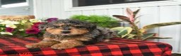 Mini Bernedoodle dogs for sale: Ruff - Ad 1