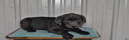 Labrador Retriever dogs for sale: Cash - Ad 15