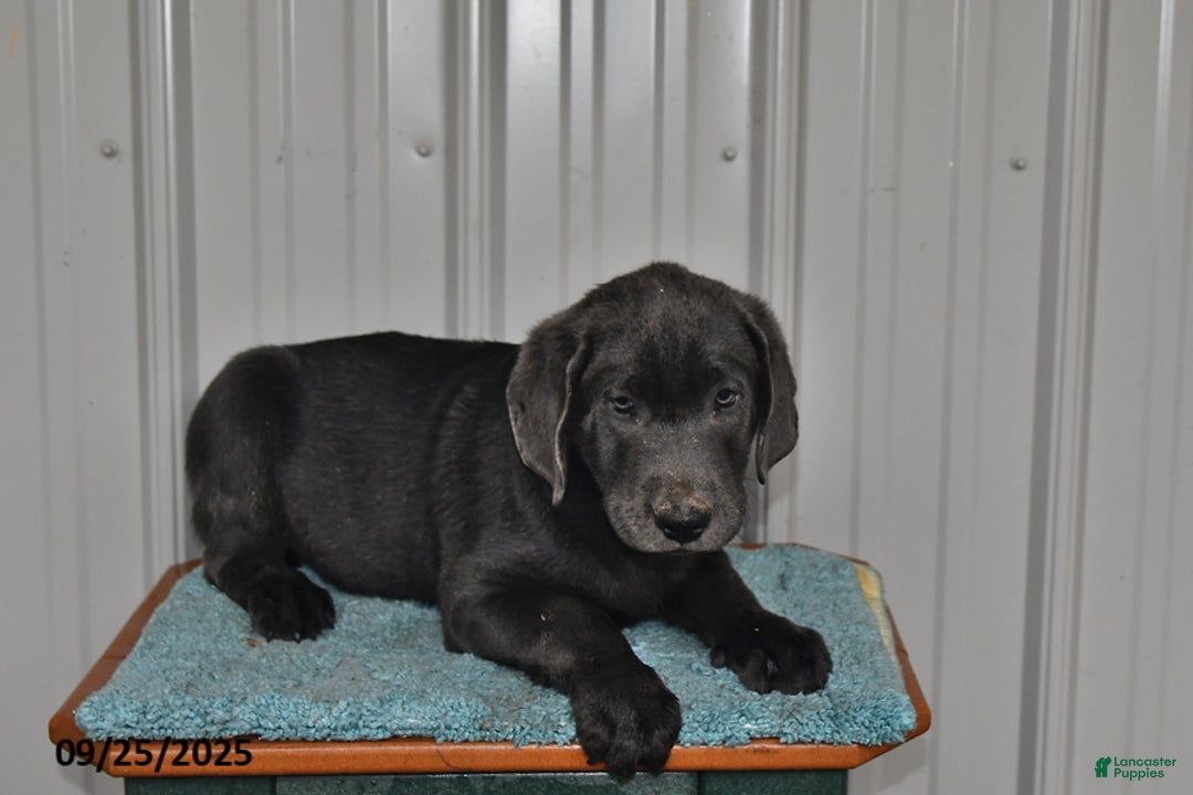 Labrador Retriever dogs for sale: Cash - Ad 15