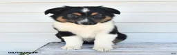 Miniature Australian Shepherd dogs for sale: Dusty - Ad 2