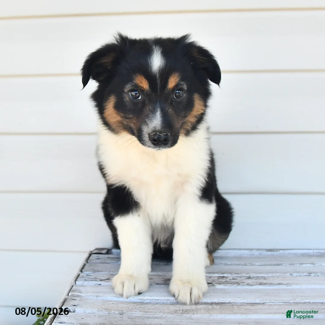 Miniature Australian Shepherd dogs for sale: Dusty - Ad 2