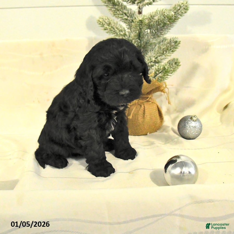 Cockapoo dogs Barkley - Ad 32