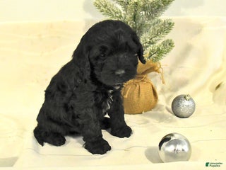 Cockapoo dogs Barkley - Ad 37