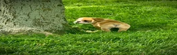 English Bulldog dogs for sale: Rex - Ad 5