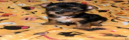 Yorkshire Terrier dogs for sale: Nemo - Ad 2