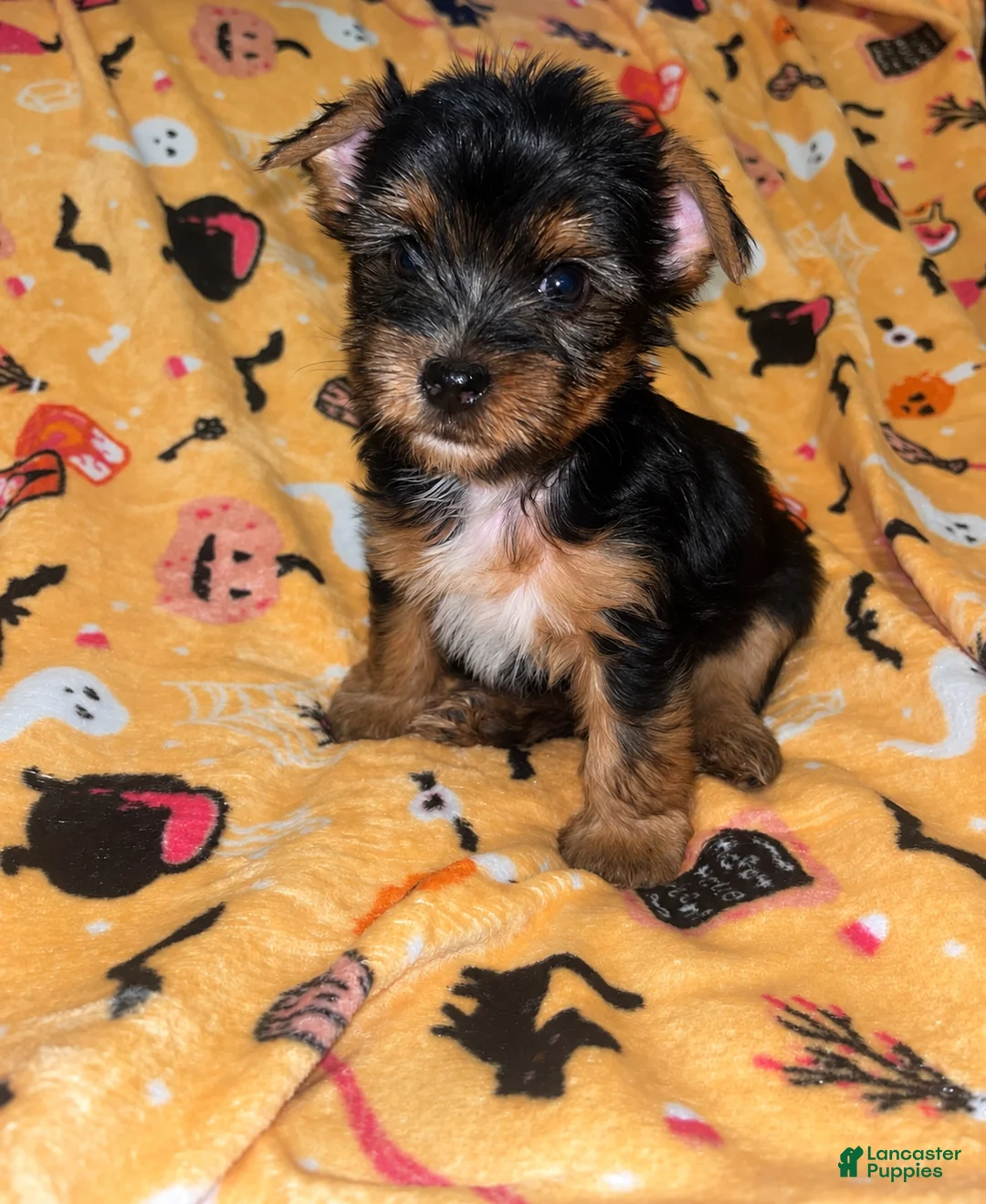Yorkshire Terrier dogs for sale: Nemo - Ad 2