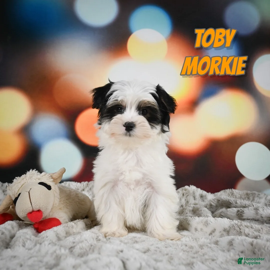 Morkie dogs for sale: Toby - Ad 1