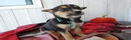 Australian Cattle Dog dogs for sale: Australian Cattle Dog 9 Blue Moon - Ad 3
