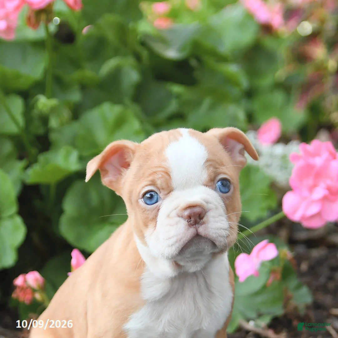 Boston Terrier dogs for sale: Lucy - Ad 5