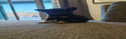 Pomeranian dogs for sale: Pomeranian 2 - Ad 2