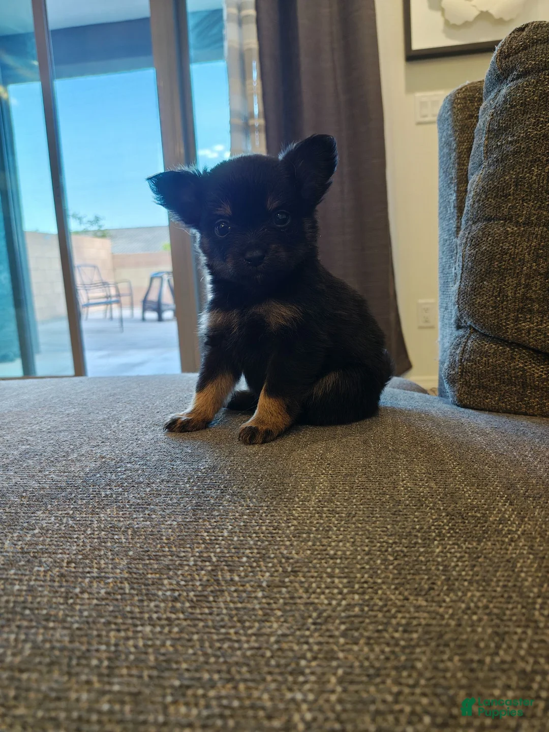 Pomeranian dogs for sale: Pomeranian 2 - Ad 2