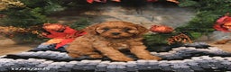 Cavapoo dogs for sale: Fifi - Ad 2