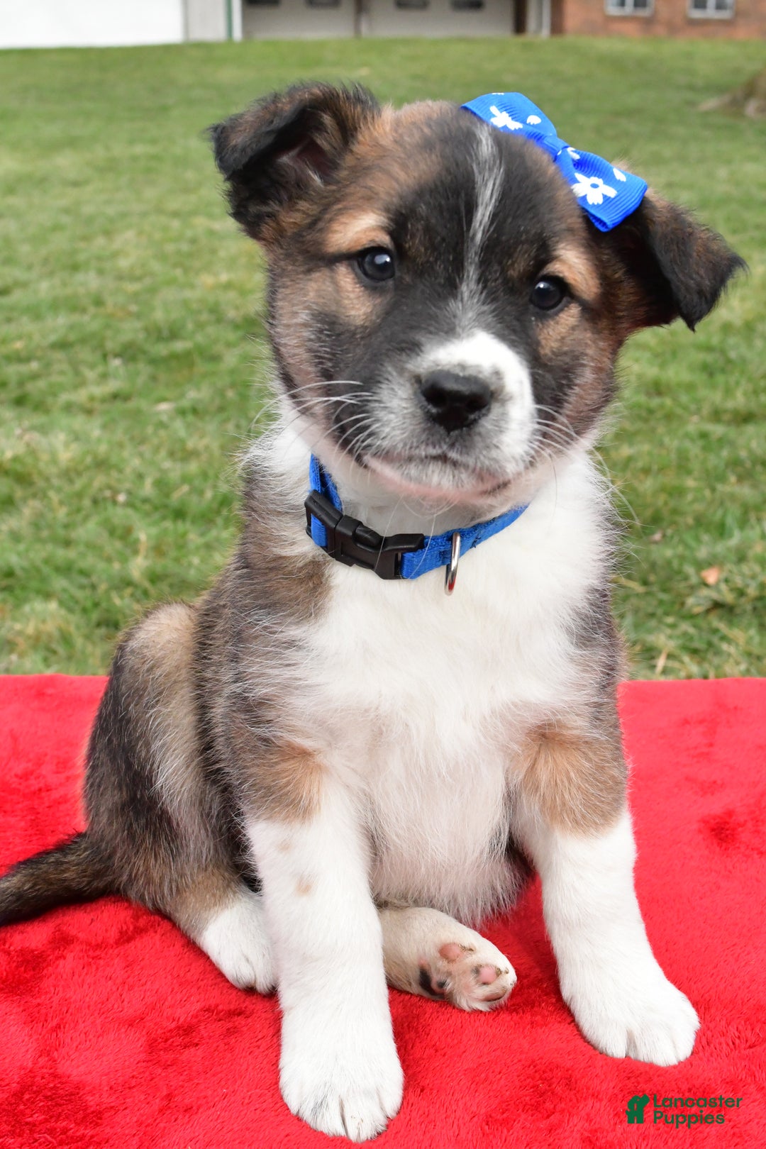 Mixed Breed dogs for sale: Max - Ad 7