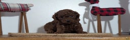 Miniature Poodle dogs for sale: Mason - Ad 4