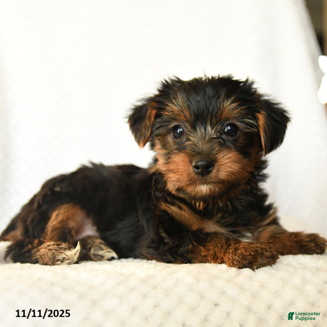Yorkshire Terrier dogs for sale: Karson - Ad 3