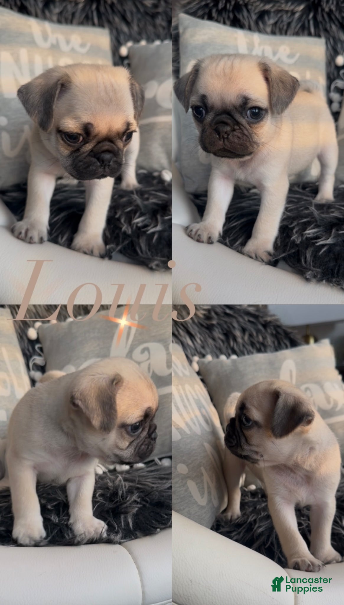 Pug dogs Louis - Ad 1