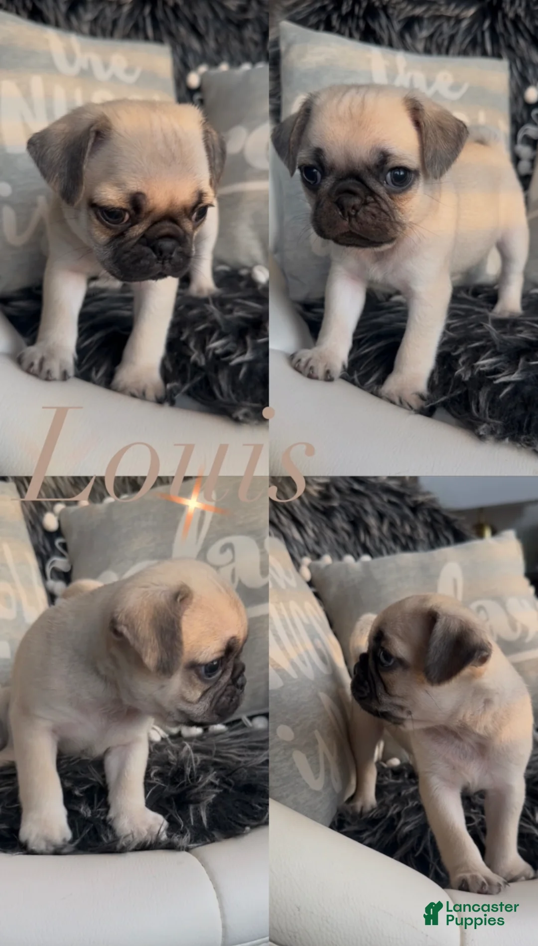 Pug dogs for sale: Louis - Ad 1