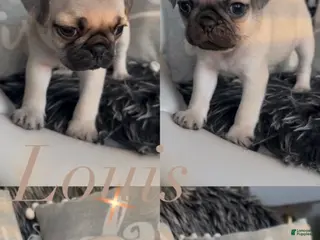 Pug dogs Louis - Ad 8