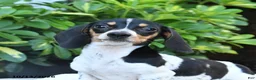 Miniature Dachshund dogs for sale: Bubbles - Ad 3