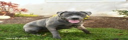 Cane Corso dogs for sale: Penny - Ad 1