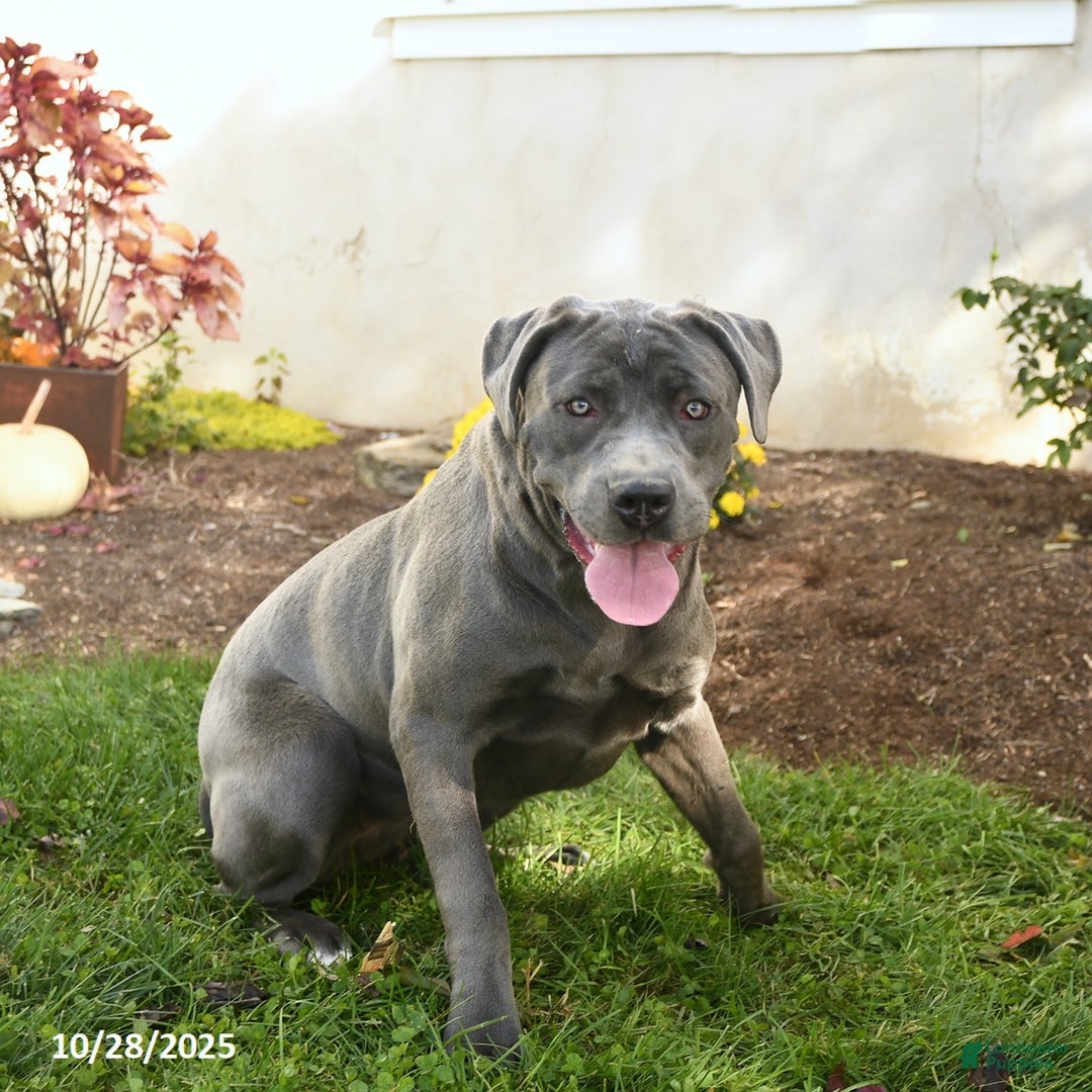 Cane Corso dogs for sale: Penny - Ad 1