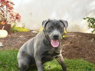 Cane Corso dogs Penny - Ad 1