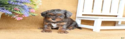 Cavapoo dogs for sale: Raven - Ad 4
