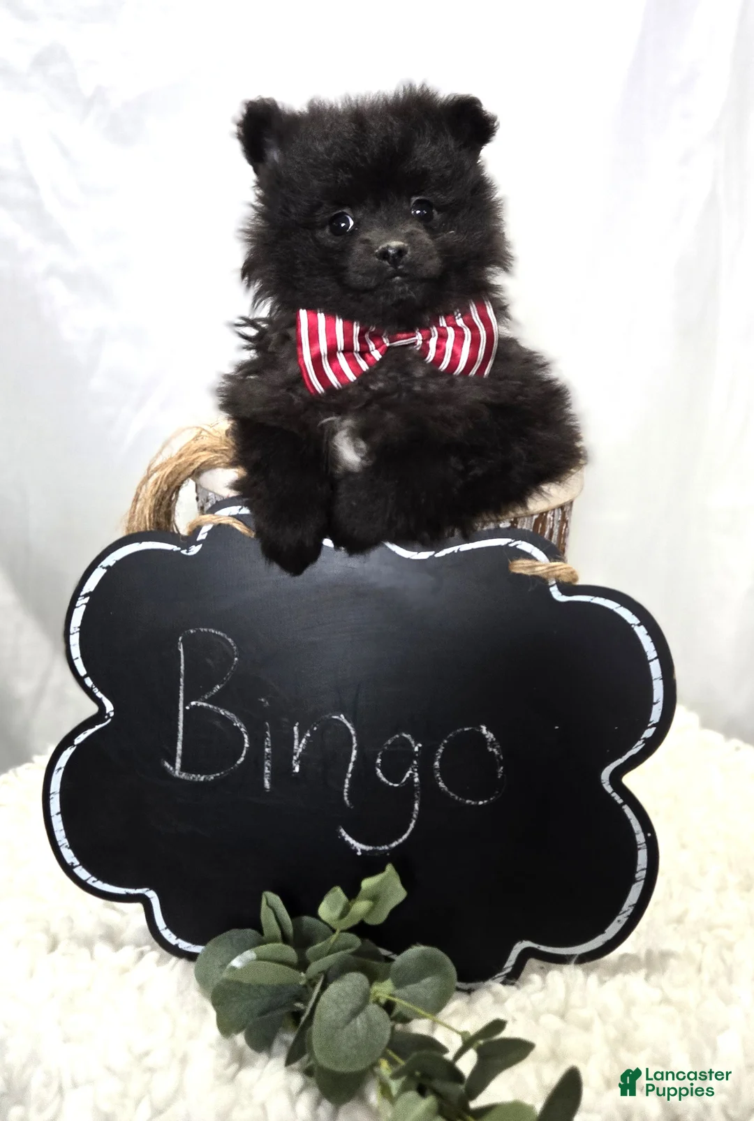 Pomeranian dogs for sale: Bingo - Ad 7