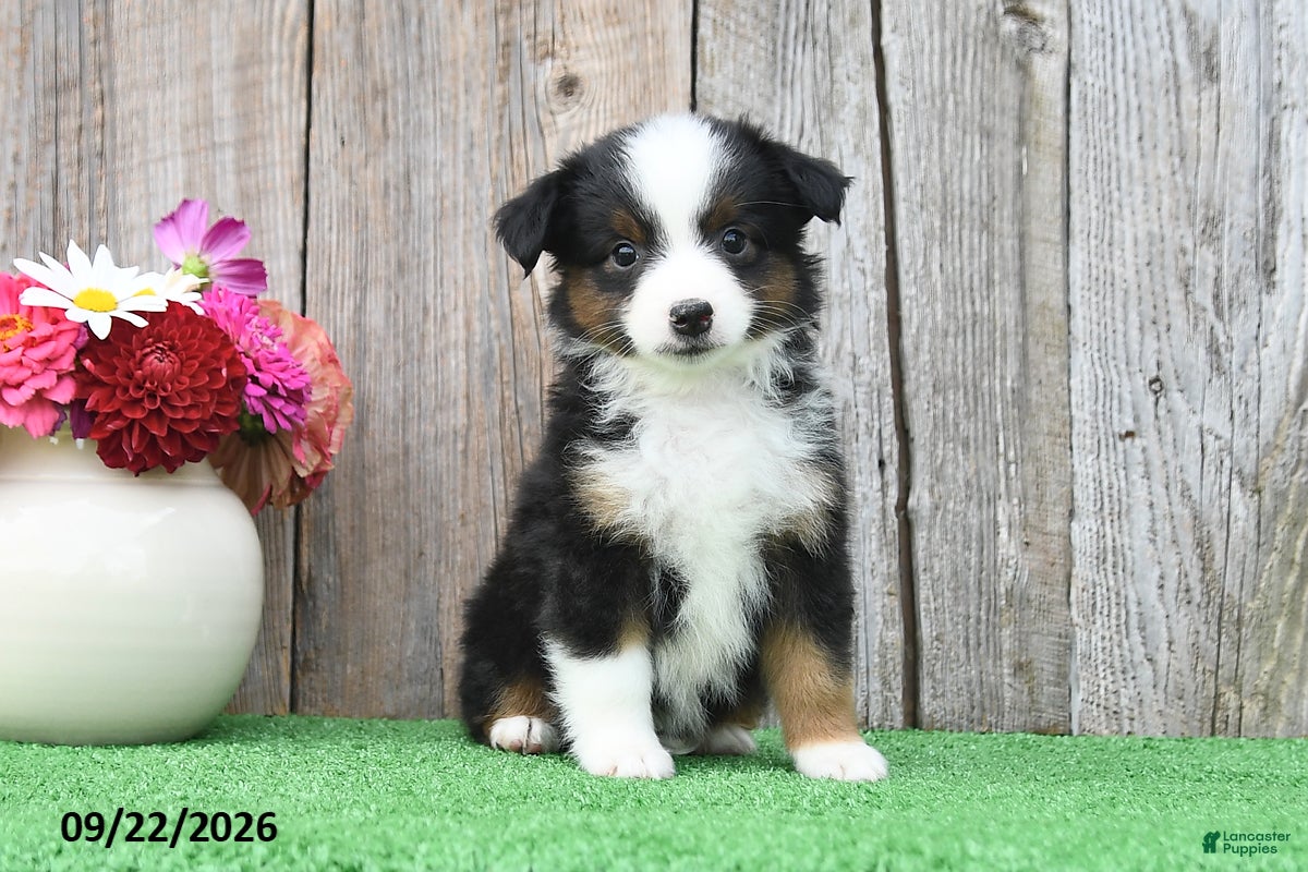 Miniature Australian Shepherd dogs Raine - Ad 1