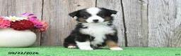 Miniature Australian Shepherd dogs for sale: Raine - Ad 1