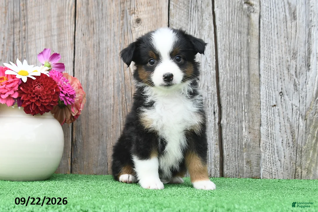 Miniature Australian Shepherd dogs for sale: Raine - Ad 1