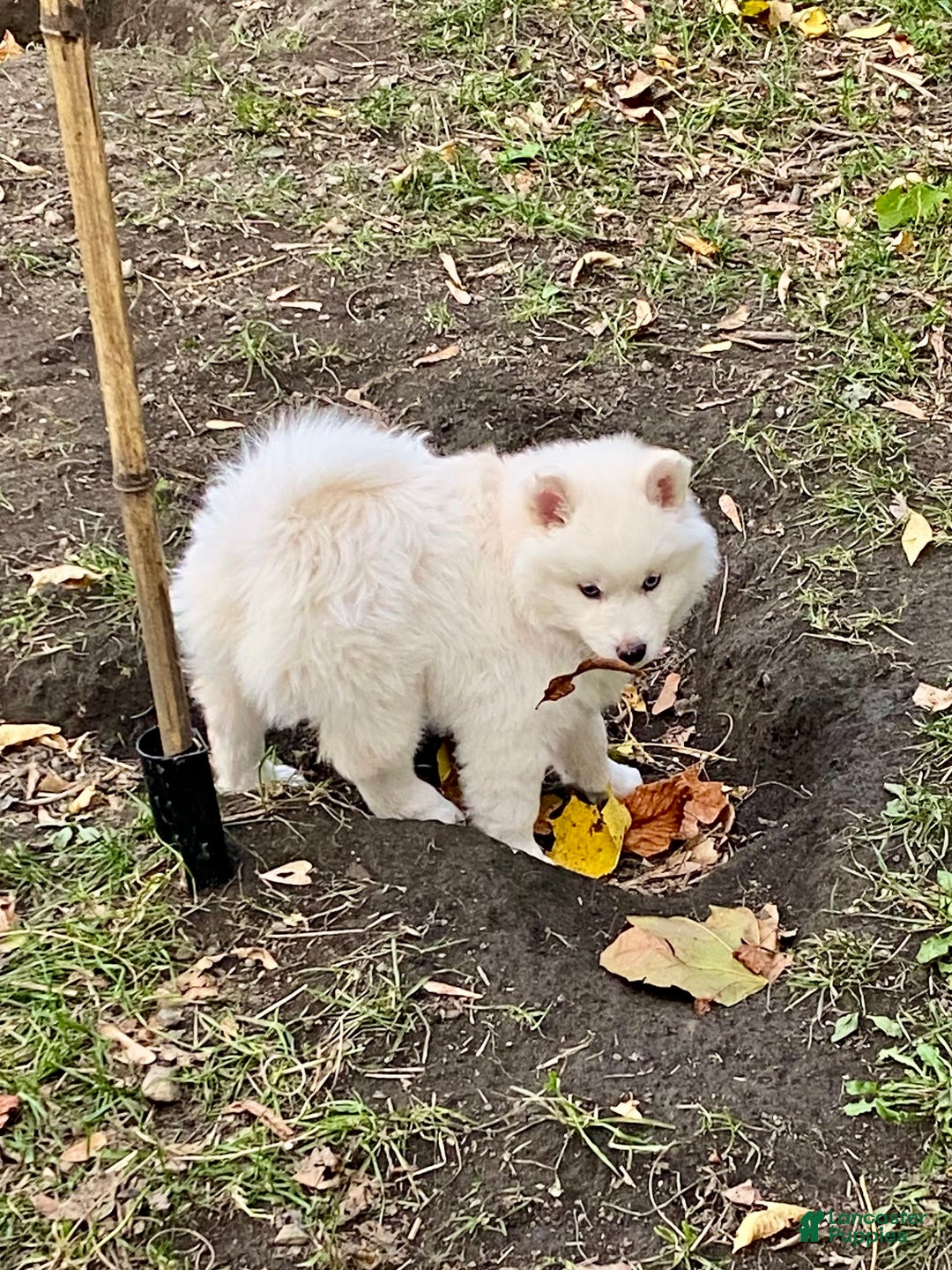 Pomsky dogs for sale: Marty - Ad 8