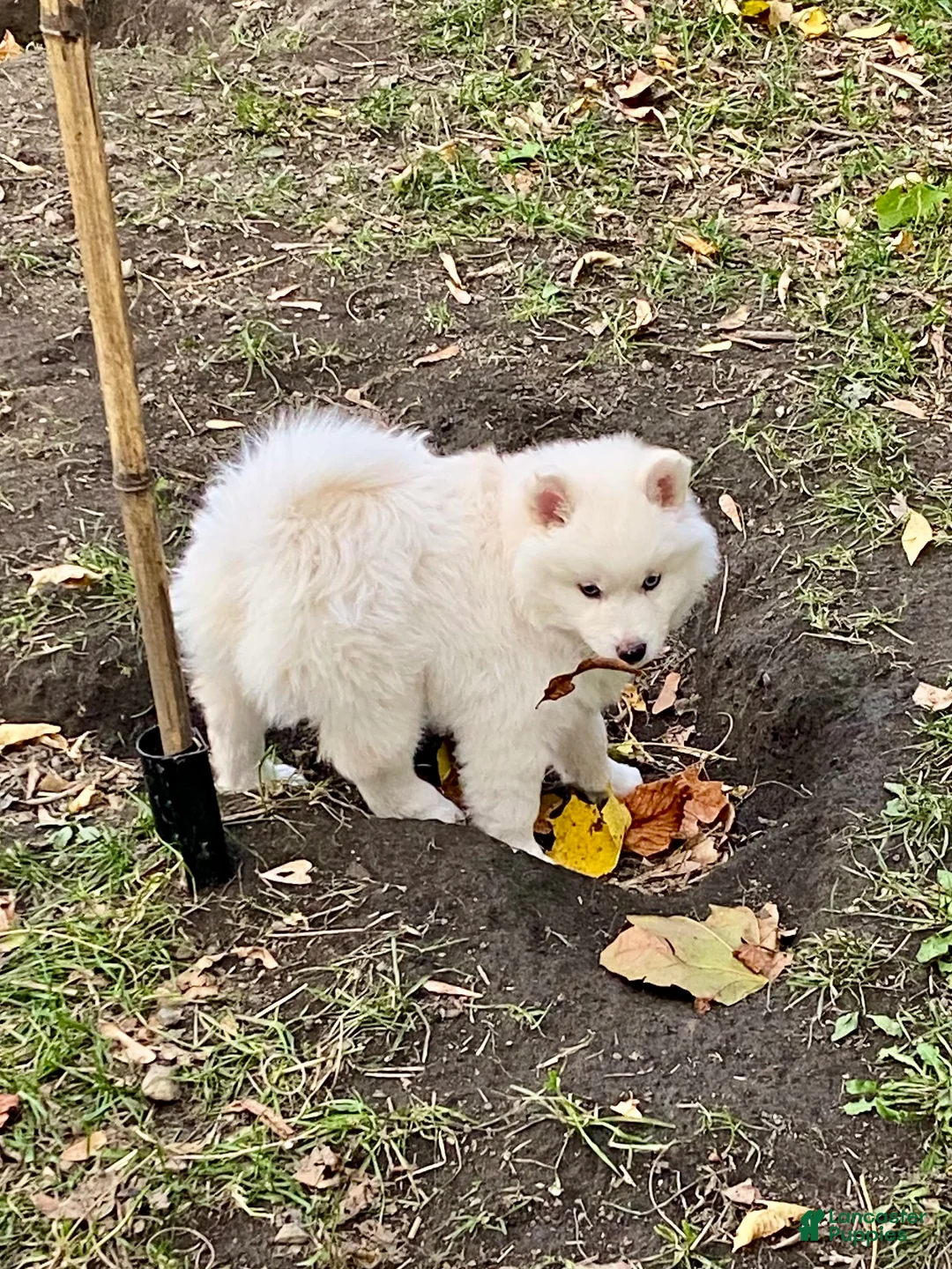 Pomsky dogs for sale: Marty - Ad 13