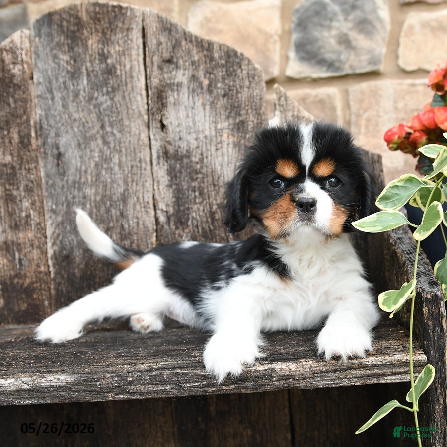 Cavalier King Charles Spaniel dogs for sale: Ellen - Ad 3
