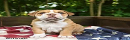 Olde English Bulldogge dogs for sale: Simbo - Ad 3