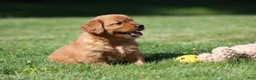 Golden Retriever dogs for sale: Frankie - Ad 3